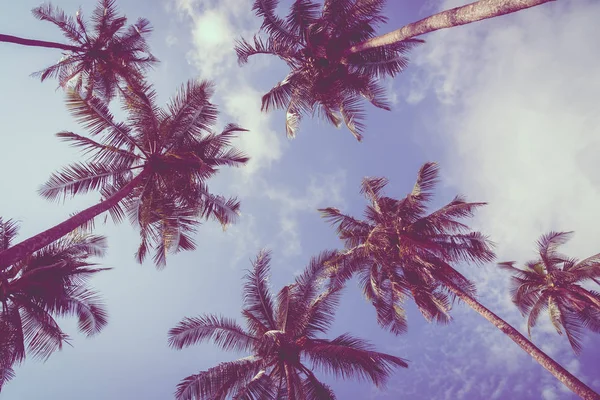 Palmera de coco en el cielo —  Fotos de Stock