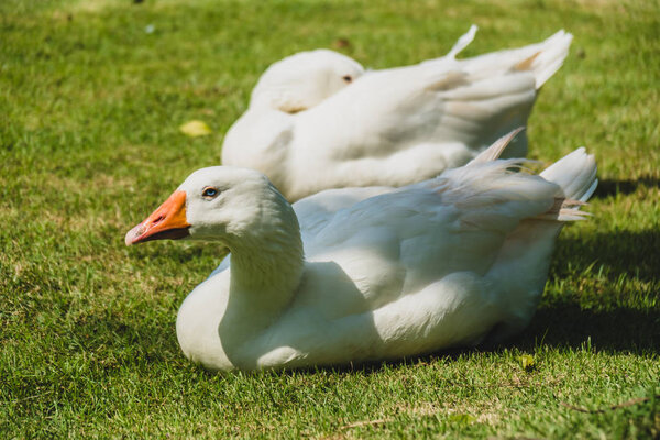 Белая гусыня
