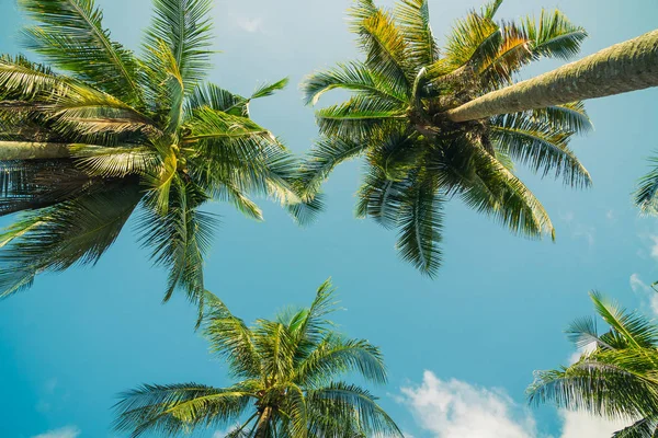 Кокосовая пальма на небе — стоковое фото