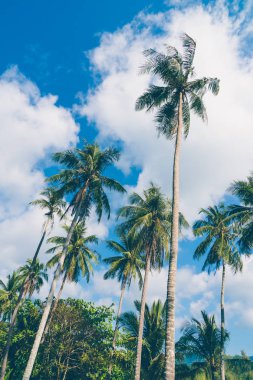 Hindistan cevizi palmiye ağacı üzerinde sky