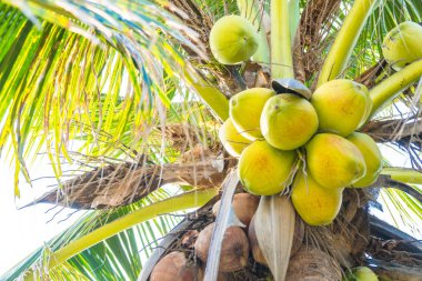 Hindistan cevizi ağacı