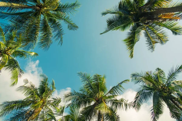 Cocos palm tree op sky — Stockfoto