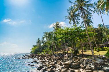 Plaj ve deniz Hindistan cevizi hurma ağacı