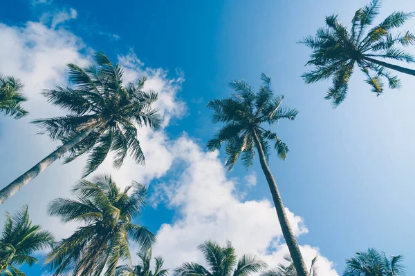 Coconut palm tree on sky — Stock Photo, Image