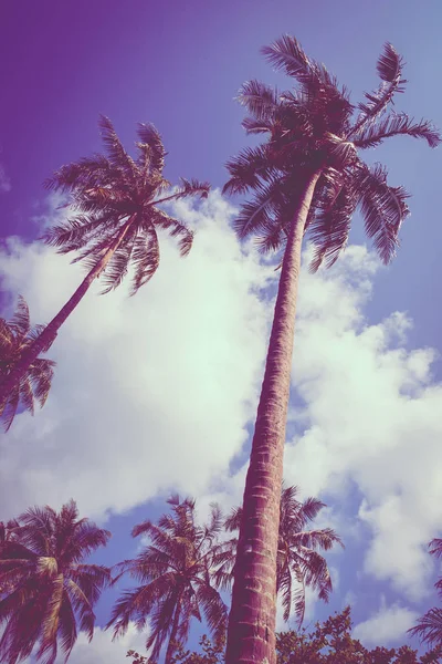 Palmera de coco en el cielo —  Fotos de Stock