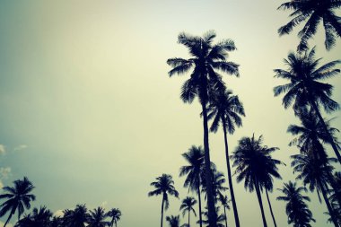 Hindistan cevizi palmiyesi