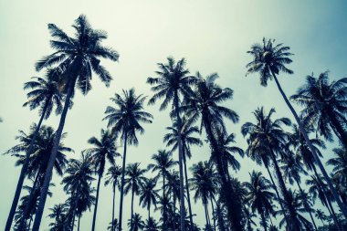 Hindistan cevizi palmiyesi