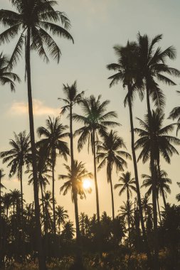 Hindistan cevizi palmiyesi