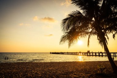 Hindistan cevizi palmiyesi