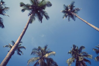 Hindistan cevizi palmiyesi