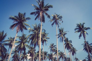 Hindistan cevizi palmiyesi