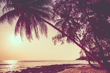 Hindistan cevizi palmiyesi