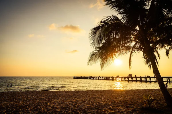 Palmera de coco — Foto de Stock