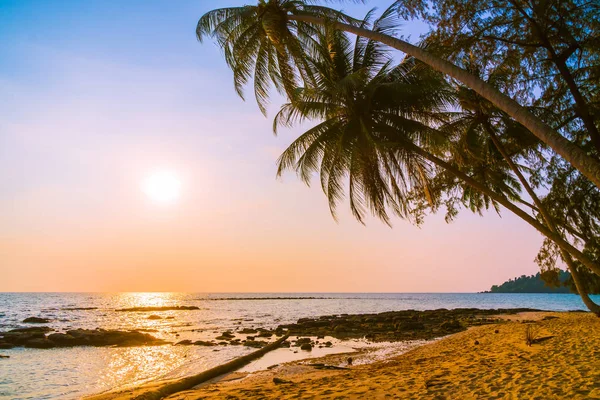 Palmera de coco — Foto de Stock