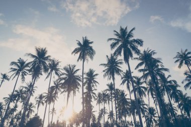 Hindistan cevizi palmiyesi