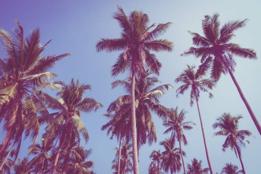 Hindistan cevizi palmiyesi