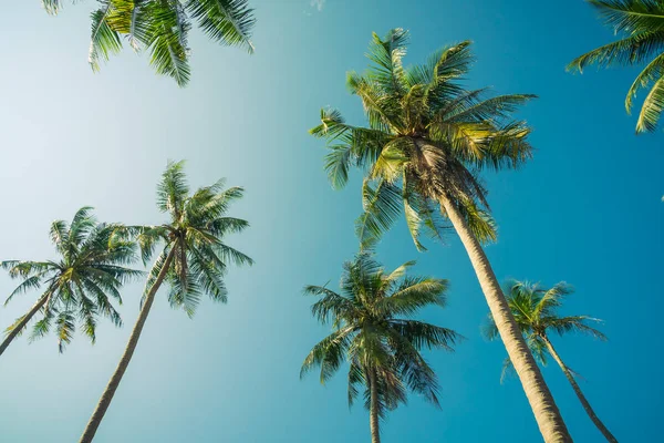 Cocos palm tree op sky — Stockfoto