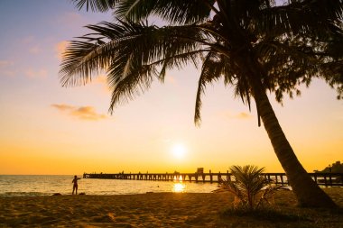 Hindistan cevizi palmiyesi