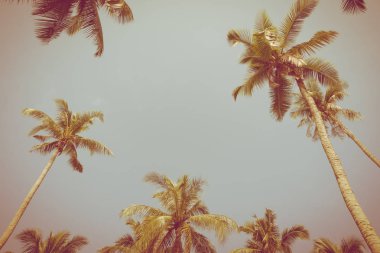 Hindistan cevizi palmiyesi