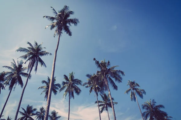 Coconut palm tree — Stock Photo, Image