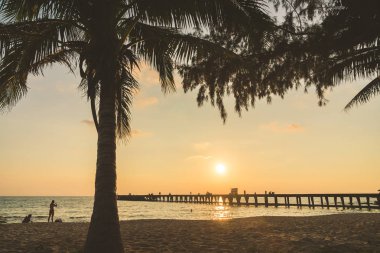 Hindistan cevizi palmiyesi