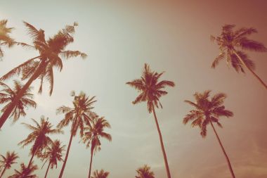 Hindistan cevizi palmiyesi