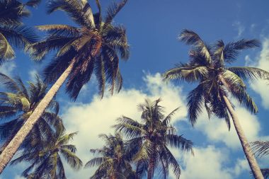 Hindistan cevizi palmiye ağacı üzerinde sky