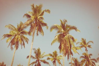 Hindistan cevizi palmiyesi