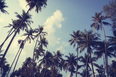 Hindistan cevizi palmiyesi