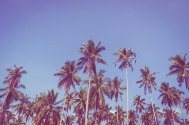 Hindistan cevizi palmiyesi