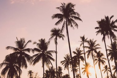 Hindistan cevizi palmiyesi