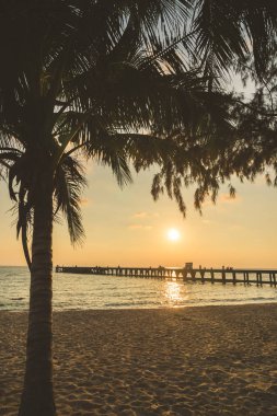 Hindistan cevizi palmiyesi