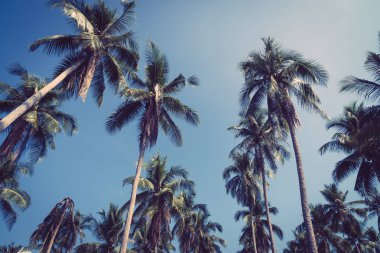 Hindistan cevizi palmiyesi