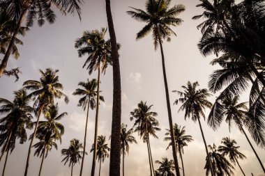 Hindistan cevizi palmiyesi