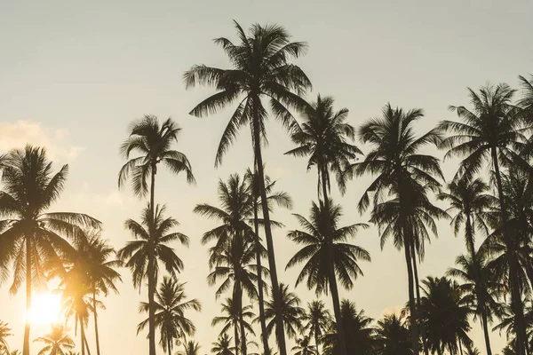 Hindistan cevizi palmiyesi