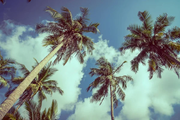 Coconut palm tree on sky — Stock Photo, Image