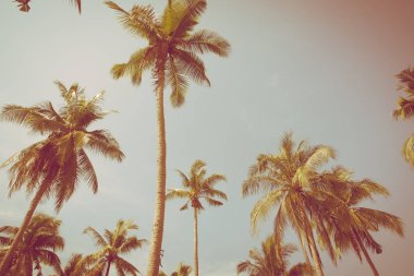 Güzel tropikal Hindistan cevizi palmiye ağacı üzerinde sky - Vintage filtre