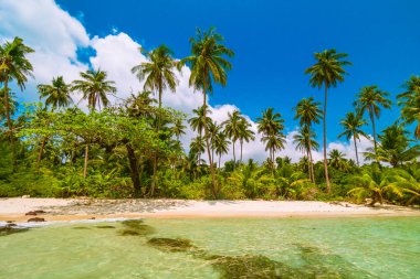 Güzel Cennet Adası ile Hindistan cevizi hurma ağacı - tatil tatil kavramı etrafında deniz ve plaj peyzaj
