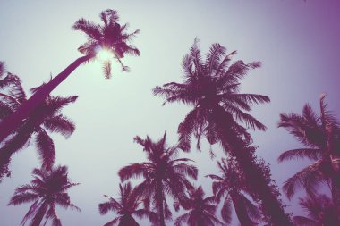 Güzel tropikal Hindistan cevizi palmiye ağacı üzerinde sky - Vintage filtre