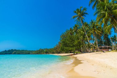 Güzel tropikal plaj ve Hindistan cevizi hurma ağacı Cennet Adası - tatil tatil kavramı ile