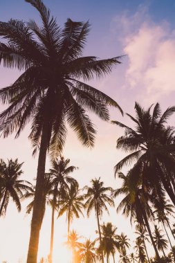 Güzel tropikal Hindistan cevizi palmiye ağacı üzerinde sky - Vintage filtre