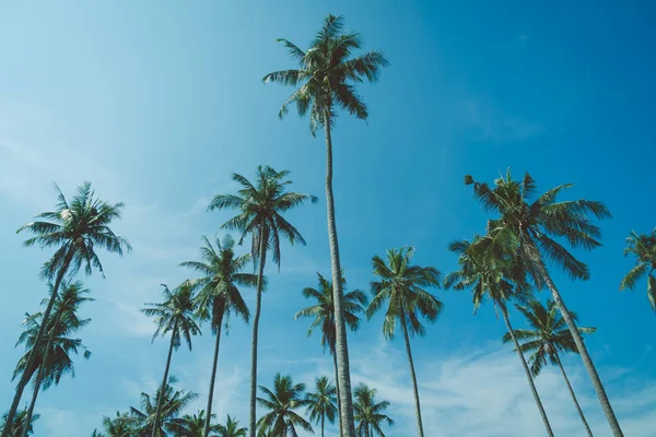 Mooie Tropische Kokosnoot Palm Tree Sky Vintage Filter — Stockfoto