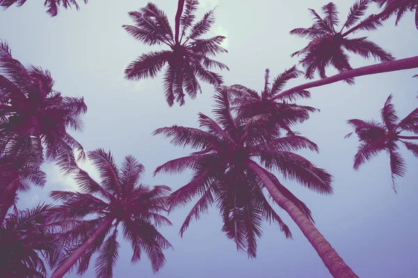 Vackra Tropiska Coconut Palm Tree Sky Vintage Filter — Stockfoto