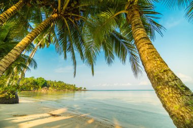 Plaj ve deniz Hindistan cevizi hurma ağacı günbatımı zaman - tatil tatil kavramı etrafında güzel Cennet Adası