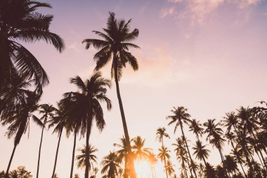 Güzel tropikal Hindistan cevizi palmiye ağacı üzerinde sky - Vintage filtre