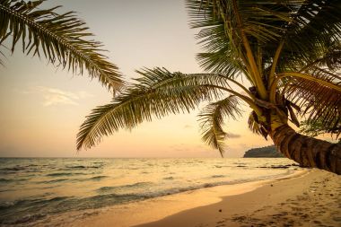 Plaj ve deniz Hindistan cevizi hurma ağacı günbatımı zaman - tatil tatil kavramı etrafında güzel Cennet Adası