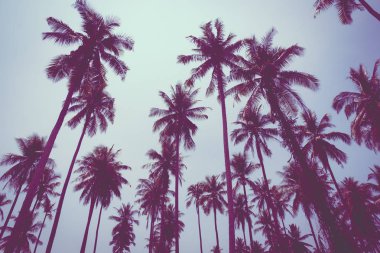 Hindistan cevizi palmiyesi