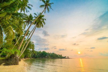 Plaj ve deniz çevresinde Hindistan cevizi hurma ile güzel cennet ada