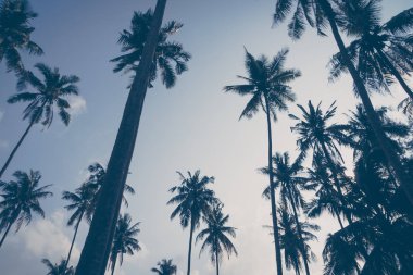 Hindistan cevizi palmiyesi