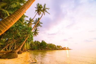 Plaj ve deniz çevresinde Hindistan cevizi hurma ile güzel cennet ada